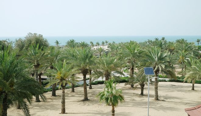 Пальмовые рощи парка Аль Мамзар
