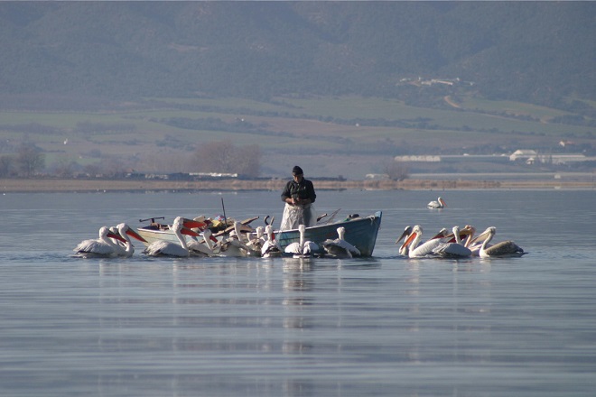 Пеликаны на озере Волви