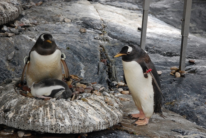 Пингвины на гнезде