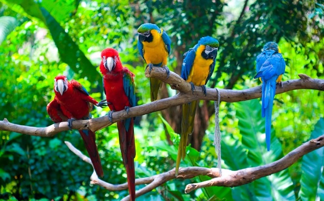 Попугаи в Амазонии