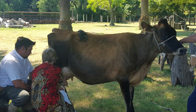Посетители доят корову