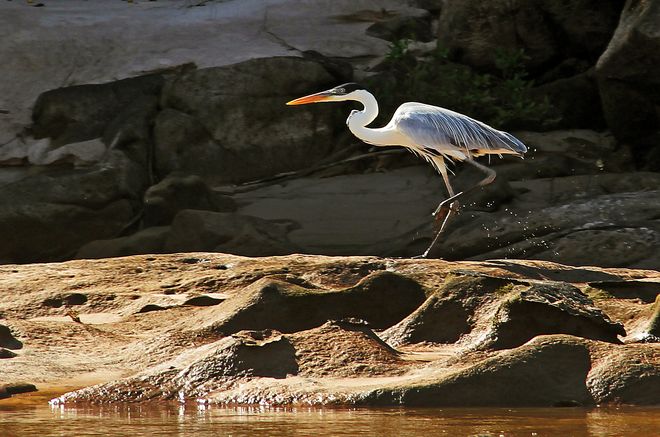 Представитель фауны национального парка Арагуая, Бразилия