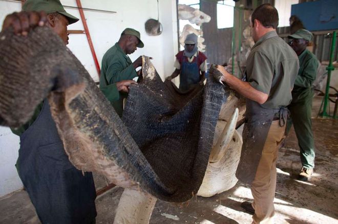 Процесс изготовления чучела африканского слона