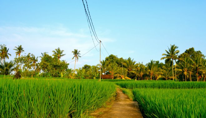 Прогулка по рисовым террасам Бали