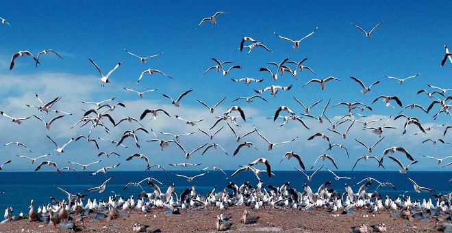 Птицы на озере Цинхай