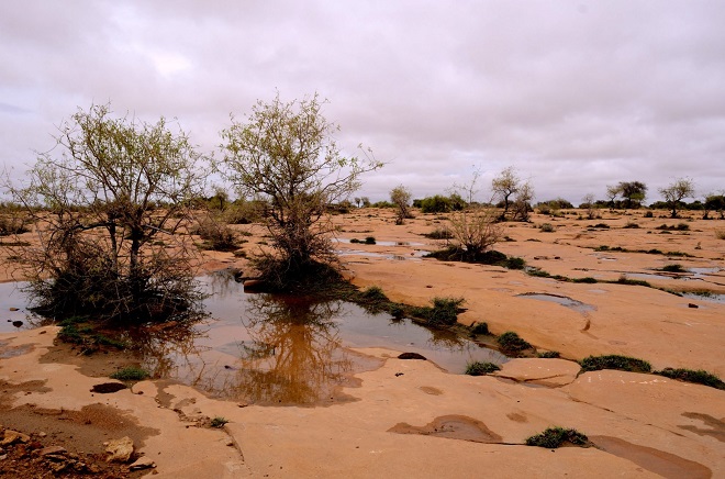 Пустыня Тар после дождя