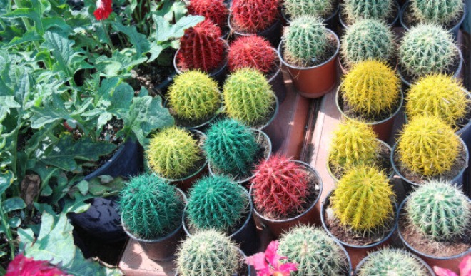 Растения на пятничном рынке Фуджейры