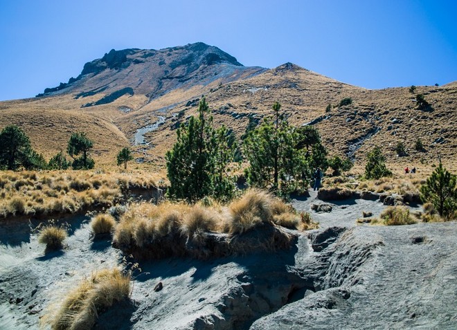 Растительность на вулкане Ла-Малинче