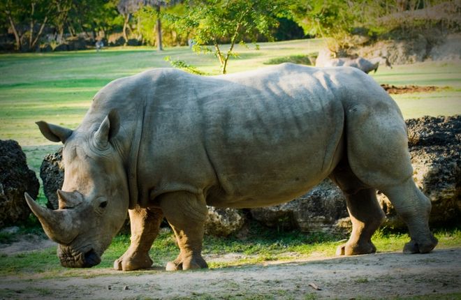 Редкий белый носорог в зоопарке Санто-Доминго