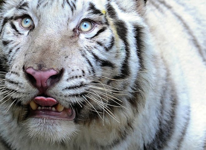 Редкий белый тигр