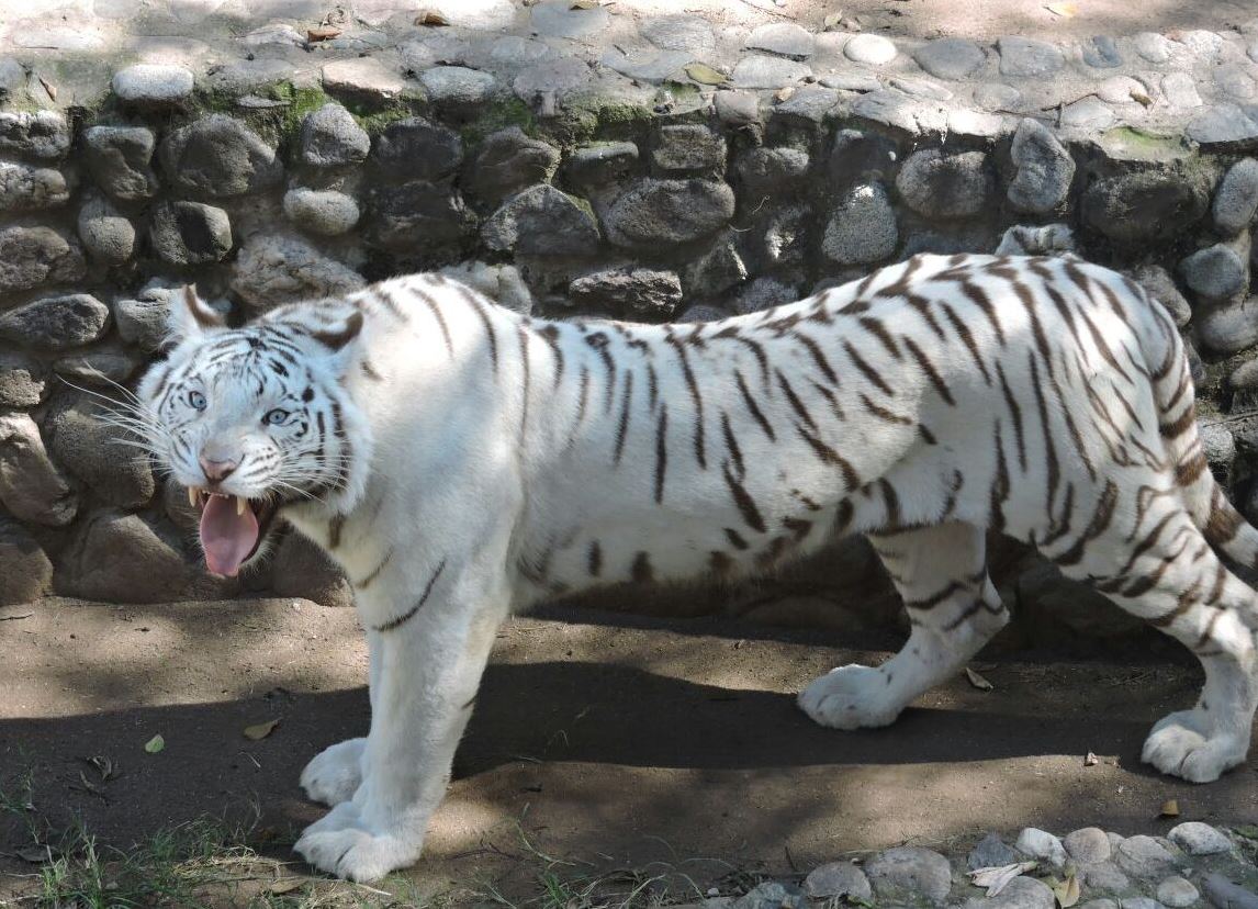 Тигры живущие в россии. Тигр обитает. Где живут тигры. Ареал зоопарк. Белый тигр среда обитания.