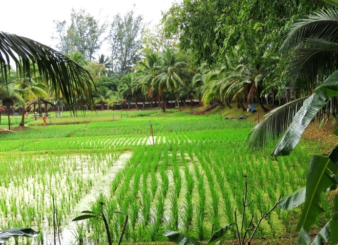Рисовые плантации
