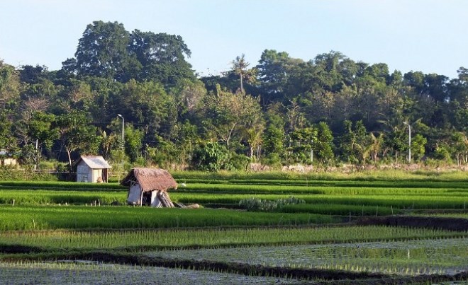 Рисовые поля вокруг деревни