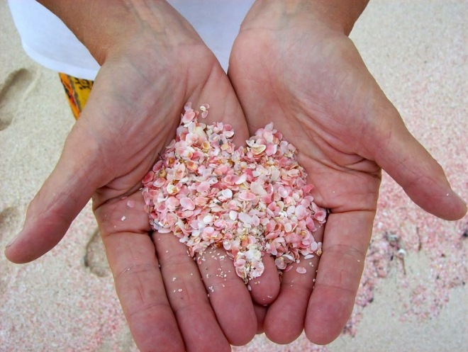 Розовые ракушки на пляже острова Харбор
