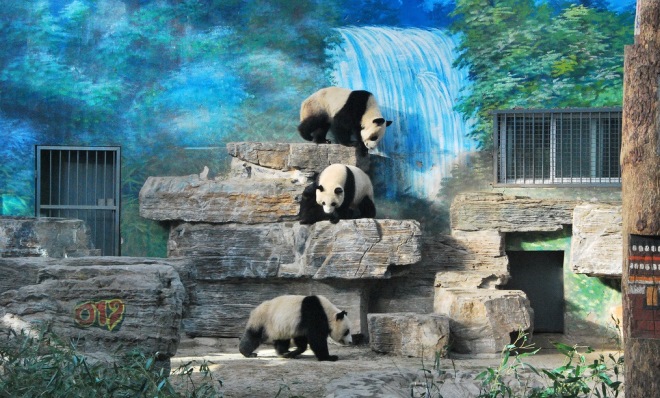 Семейство панд