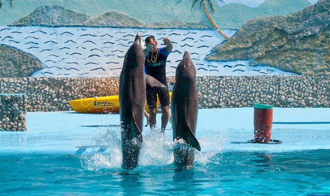 Шоу дельфинов в национальном парке Баконао