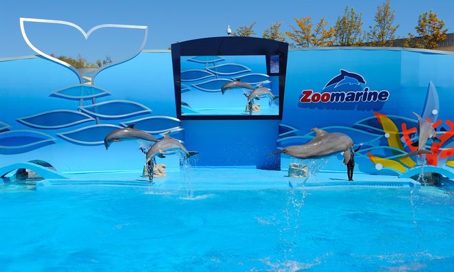 Шоу дельфинов в парке Зоомарин