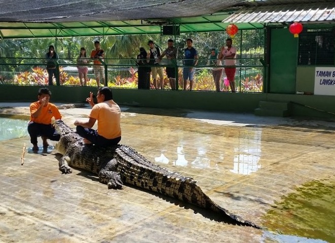 Шоу с крокодилами