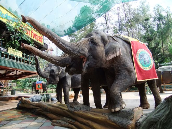 Шоу слонов в Таман Сафари
