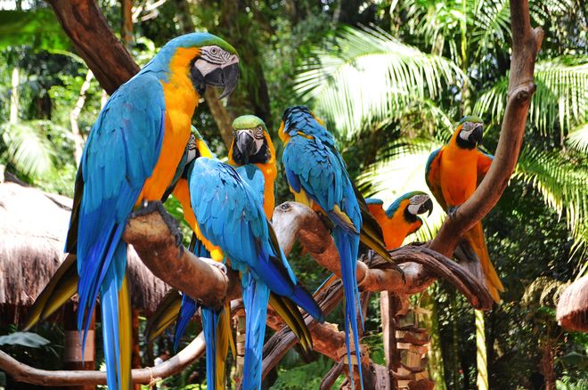 Сине-желтые ара в парке птиц Игуасу