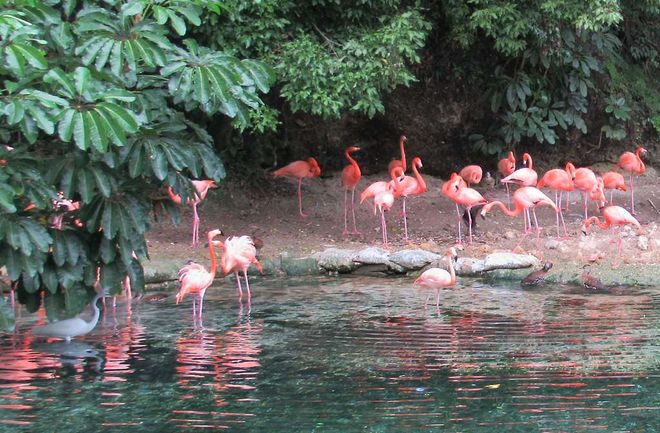 Стая фламинго в зоопарке Санто-Доминго