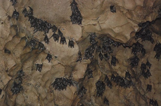 Стая летучих мышей в пещерах Гомантонг