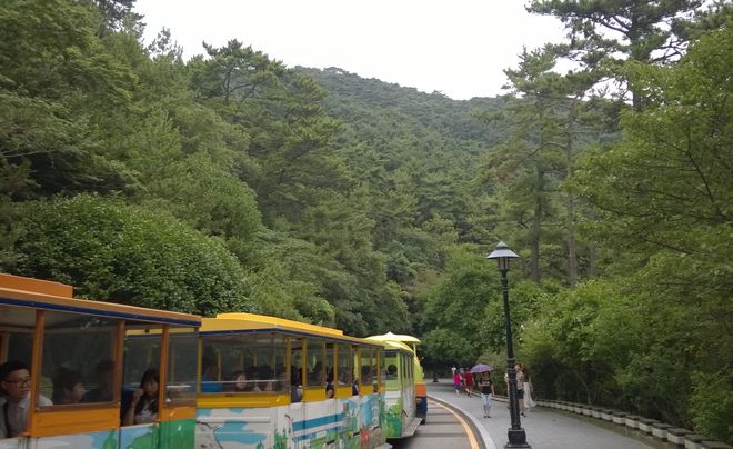 Субтропическая растительность парка Тхэджондэ