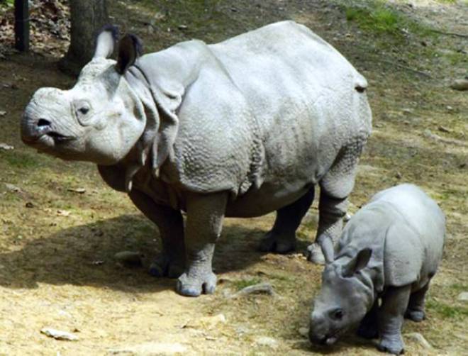 Суматранские носороги в парке