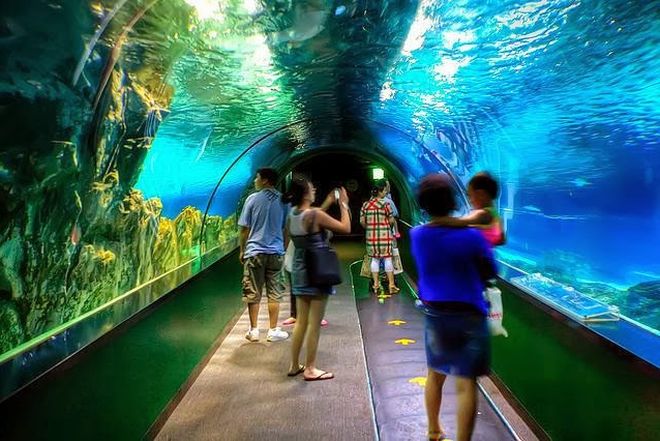 Тоннель аквариума COEX