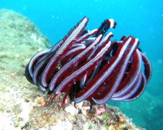 Удивительные обитатели рифа