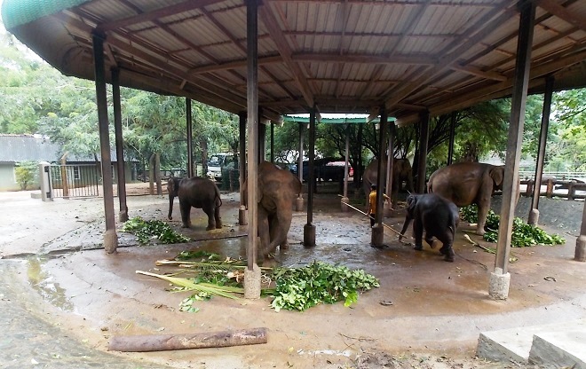 Условия содержания животных в приюте для слонов Пиннавела