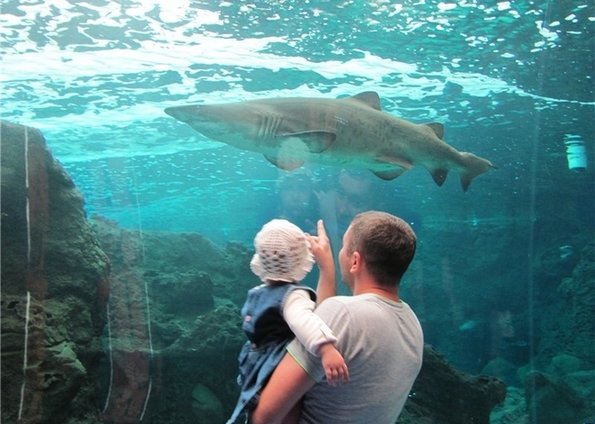 В аквариуме представлены подводные и морские рыбы