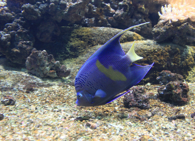В аквариуме живут редкие виды рыб