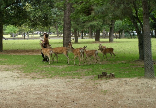 В парке возле храма водятся олени