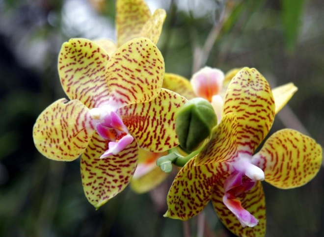 Видовое разнообразие орхидей очень велико