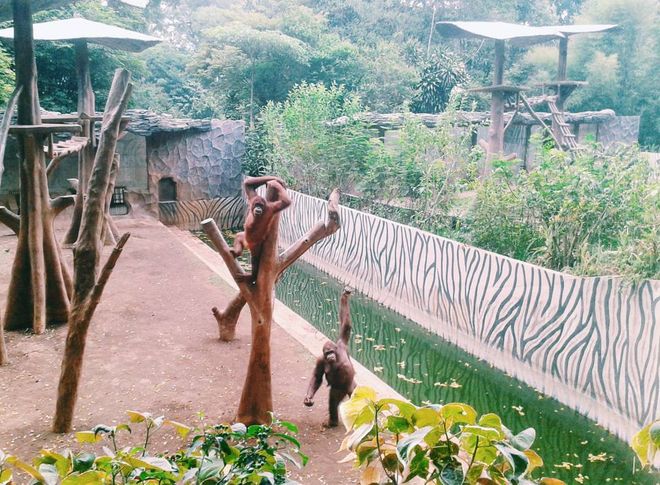 Вольер с орангутанами в зоопарке Бандунг