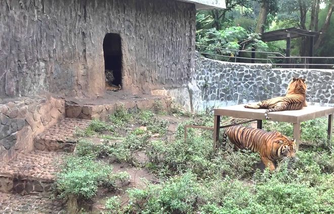 Вольер с тиграми в зоопарке Бандунг