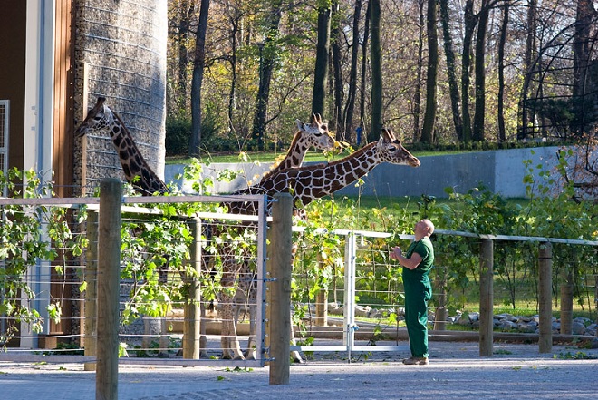 Жирафы в Краковском зоопарке