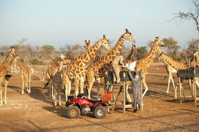 Жирафы в заповеднике