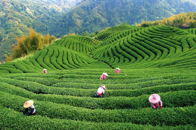 Знаменитые чайные плантации