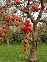 Удобрения для яблони осенью