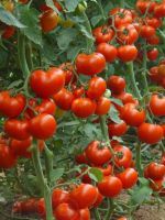 Высокорослые сорта томатов для теплиц