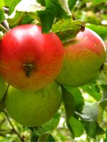 Яблоко – полезные свойства